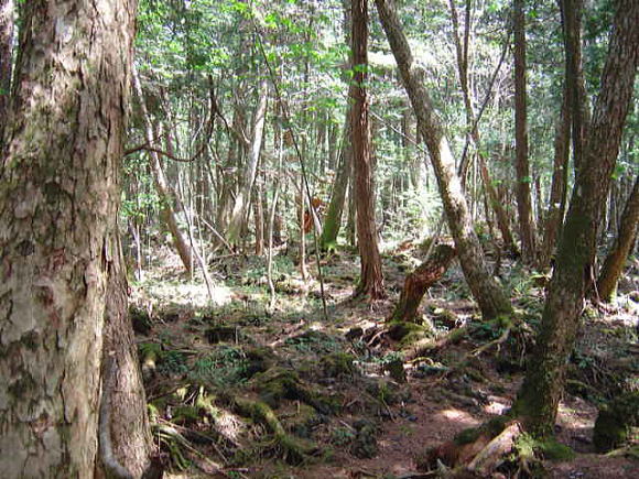 青木ヶ原樹海