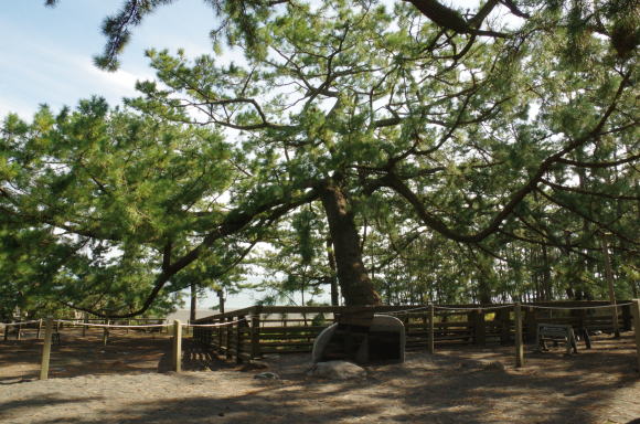 羽衣の松