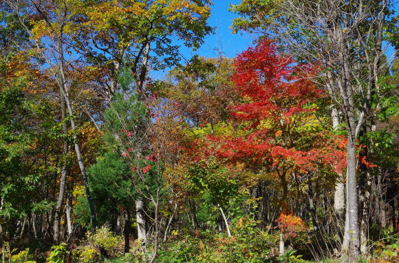 秋紅葉の季節でした