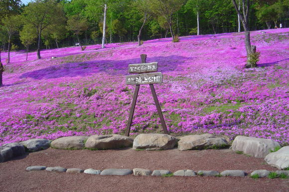 滝上町芝桜まつり