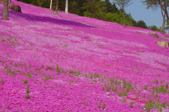 滝上町芝桜まつり