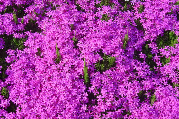 滝上町芝桜まつり