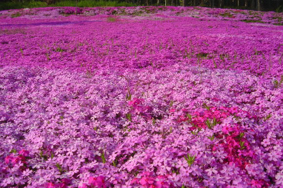 滝上町芝桜まつり