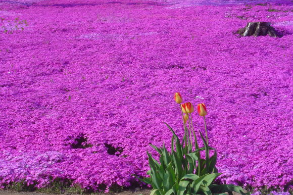 滝上町芝桜まつり