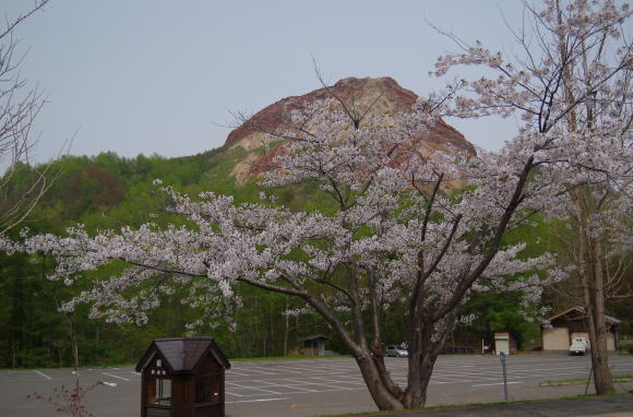 ５月は桜のの季節