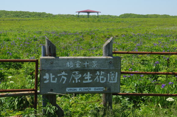 北方原生花園