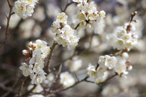 太宰府天満宮の梅の花