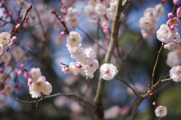 太宰府天満宮の梅の花