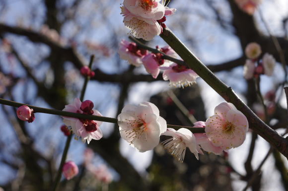 太宰府天満宮の梅の花