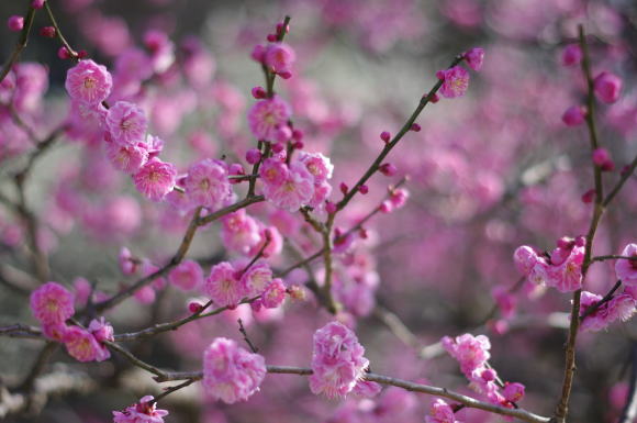 太宰府天満宮の梅の花