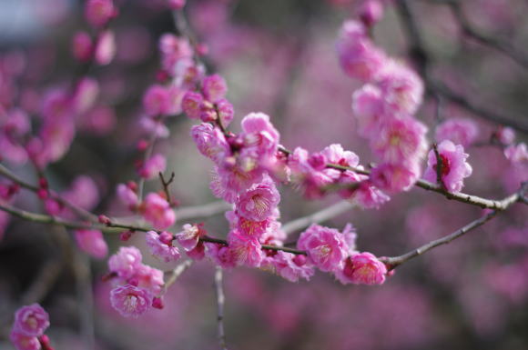 太宰府天満宮の梅の花