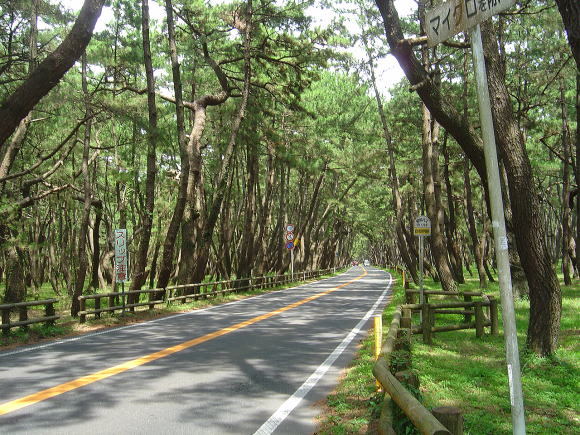 松原の中を走る旧国道