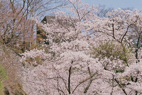 春満開の桜