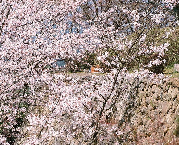 春満開の桜