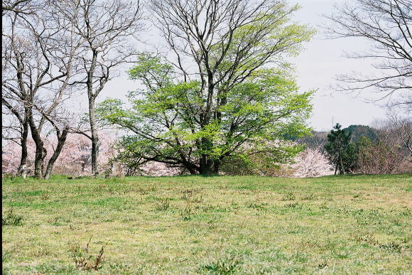 西の丸公園