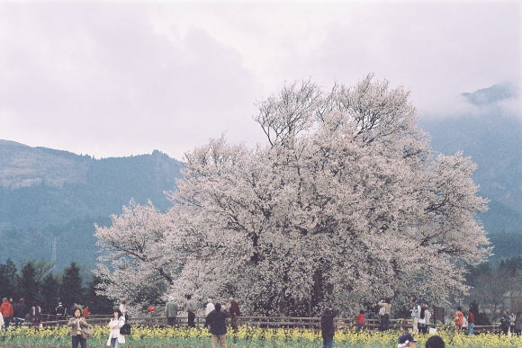 満開の桜木