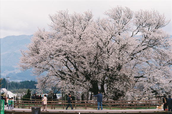 満開の桜木