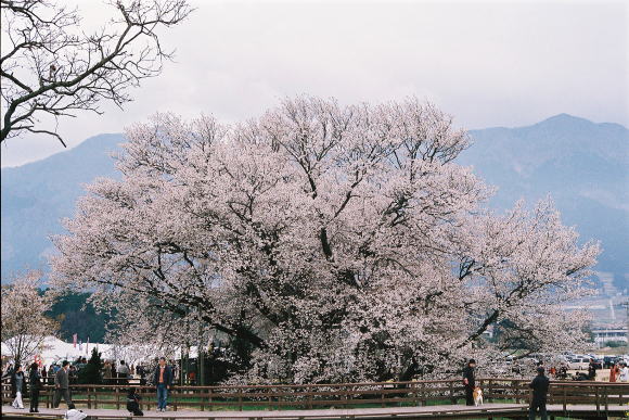 満開の桜木