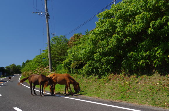 御崎馬