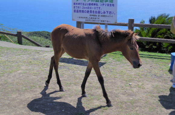 御崎馬