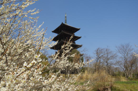 梅園の中の五重塔