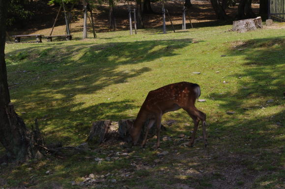 奈良公園で鹿