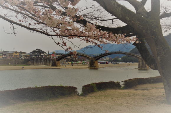 桜の花と錦帯橋